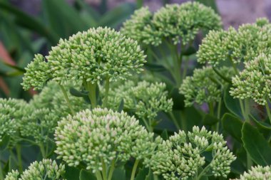 İlkbaharın başlarında yeşil yapraklarla orpin çiçeği. Genç filizlenen orpin Sedum telephiumu. Güzel yeşil bitkiler. Doğa arkaplanı.