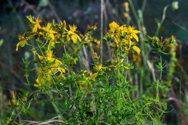 A close up of the blooming medicinal herb hypericum Hypericum perforatum.