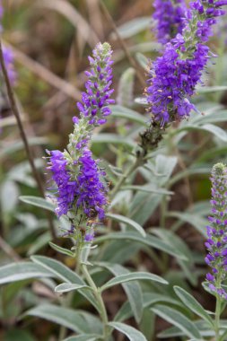 Mavi Spike Speedwell, Veronica Spicata haziran ayında bir bataklık bahçesinde çiçek açıyor. Seçici bir odak noktasıyla yakın plan..