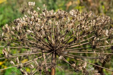 Mavi gökyüzüne karşı dev Hogweed Heracleum mantegazzianum. Kuru yaban domuzu ve kocaman tohum sepetleri. Gökyüzüne karşı tohumları olan dev bir yaban domuzu sepetleri. İstilacı zehirli bitki.