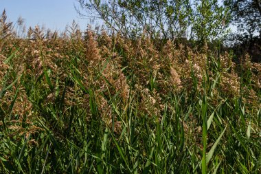 Phragmites australis, otçul familyasından, uzun sürünen bir rhizomu olan mavi-yeşil otçul bitkidir..