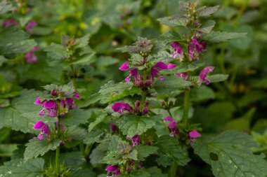Benekli, ölü lamium maculatum pembe çiçekleri. Bahçedeki şifalı bitkiler.