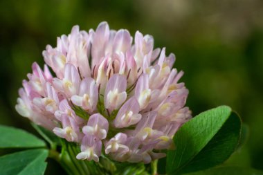 Clover Trifolium pratense ya da trefolil çiçek bitkisinin makro çekimi ilkbahar ya da yaz mevsiminde güneş ışığı altında bulanık doğa arkaplanı.