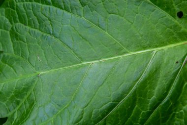 Arkaplan için soyut yeşil yaprak dokusu. Doğal çevre, ekolojik kavram.