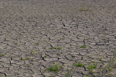 Çevresel restorasyon kavramı çatlak topraklarda fidelerin büyümesi, kurak mevsimde çatlamış toprak küresel ısınmadan etkileniyor, iklim değişikliğine ve su sıkıntısına neden oluyor..