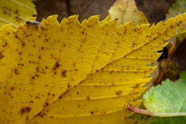 Sarı bir yaprağın makro fotoğrafı, renkli sonbahar yaprakları. Altın sarısı yaprak dokusu kapanıyor. Makro fotoğrafçılık.
