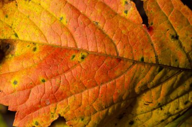 Sonbahar Yeşilliği 'nin Macro fotoğrafı. Kırmızı Yaprak dokusu yakın. Mevsimsel kullanım için mükemmel.