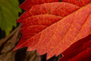 Sonbahar Yeşilliği 'nin Macro fotoğrafı. Kırmızı Yaprak dokusu yakın. Mevsimsel kullanım için mükemmel.