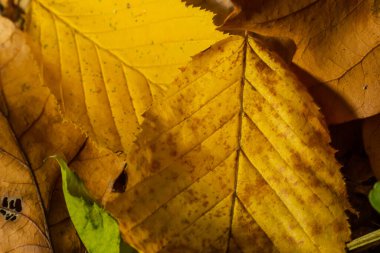 Sarı bir yaprağın makro fotoğrafı, renkli sonbahar yaprakları. Altın sarısı yaprak dokusu kapanıyor. Makro fotoğrafçılık.