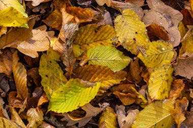 Düşen sonbahar yapraklarının renkli arkaplan resmi mevsimsel kullanım için mükemmel.