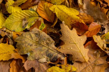 Dew drops on a yellow oak leaf. Concept of arrival of autumn, seasonal change of weather conditions.