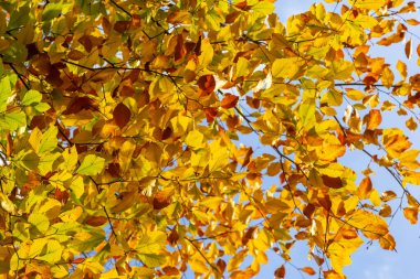 Sonbaharda dalda çok renkli kayın yaprakları güneşli bir günde mavi gökyüzüne karşı..