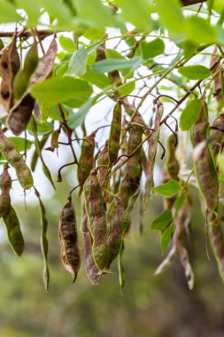 Robinia pseudoacacia ripe seed fruit on twig closeup selective focus.