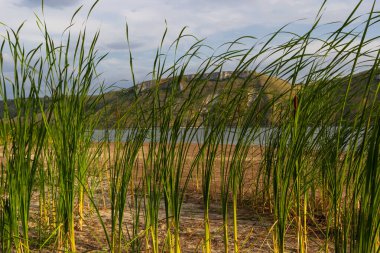 Ayrıca kedi olarak da bilinir. Kuyruk, boğaz, sosis, punklar, tifa angustifolia..