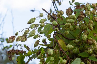 Humulus lupulus kenevir familyasından bir bitki türüdür. Vahşi doğada yetişen ve tarım endüstrisinde yetiştirilen tıbbi bir bitki..
