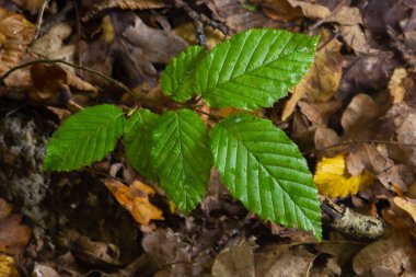Ortak boynuz kirişi genellikle bahçelerde ve parklarda ekilen süs ağacı olarak yetiştirilir..