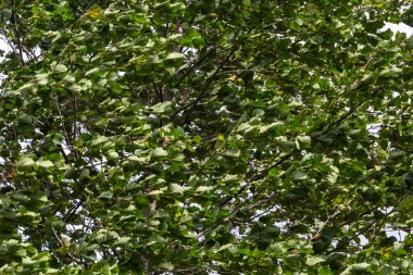 Ormandaki Avrupa alder ağacı. Tarla akçaağaç yaprakları yazın rüzgarda sallanıyor. Yeşil yaprakların yakın çekim görüntüsü.