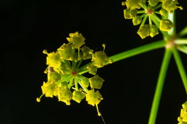 Pastina 'nın doğada yetişen Pastinaca sativa ekimi yemek ve tıpta kullanılır..