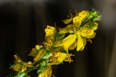 Agrimonia, Eupatoria, sarı çiçekli önemli bir şifalı bitkidir. Çok güzel bir bitkidir ve tıpta da kullanılır..