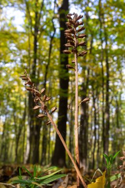 Kuş yuvası orkidesi Neottia nidus-avis, heterotrofik orkide. Ormanda, yakın planda..