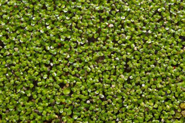 Duckweed. Yeşil Duckweed doğal zemin üzerine su.