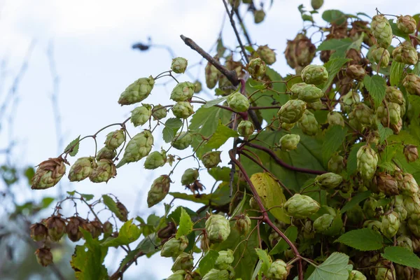Humulus lupulus kenevir familyasından bir bitki türüdür. Vahşi doğada yetişen ve tarım endüstrisinde yetiştirilen tıbbi bir bitki..