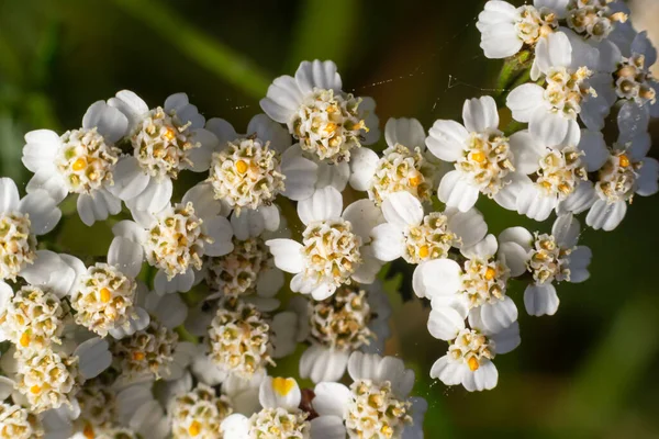 Common yarrow Achillea millefolium white flowers close up top view on green blurred grass floral background, selective focus. Medicinal wild herb Yarrow. Medical plants concept.