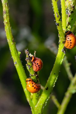 Colorado patates böceği larva ve böcekleri tarafından tahrip edilen patates yetiştiriciliği, Leptinotarsa decemlineata, Colorado böceği, on çizgili mızrak, on çizgili patates böceği,.