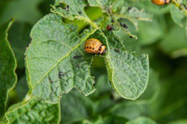Colorado patates böceği larva ve böcekleri tarafından tahrip edilen patates yetiştiriciliği, Leptinotarsa decemlineata, Colorado böceği, on çizgili mızrak, on çizgili patates böceği,.
