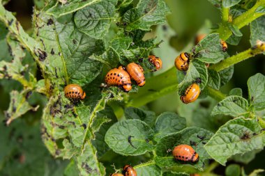 Colorado patates böceği larva ve böcekleri tarafından tahrip edilen patates yetiştiriciliği, Leptinotarsa decemlineata, Colorado böceği, on çizgili mızrak, on çizgili patates böceği,.