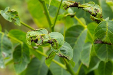 Ceviz antrakburun veya ceviz siyah nokta - Gnomonia, Ophiognomonia leptostyla, mantar bitkisi patojeni.