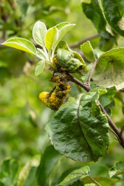 Gül yapraklı yaprak biti, Dysaphis devecta, elma ağacı haşeresi. Etkilenen yaprağın ayrıntıları.
