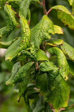 Siyah yaprak biti ve örümcek ağından etkilenmiş erik yapraklı dal. Erik yaprak bitleri, meyve ağacında siyah sinek bahçe haşerelerinden ciddi hasar görmüş. Seçici odak, yakın çekim, bulanık.