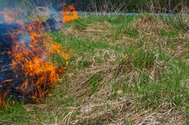 Kuru otları yakıyorum. Diller kırmızı alev ve yanan kuru sarı çimenler duman içinde.