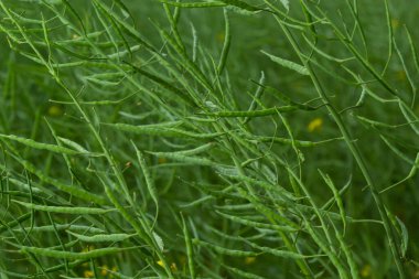 Rape Brassica napus, ripe, dry rape in the field. Ripe dry rapeseed stalks before harvest in day light.
