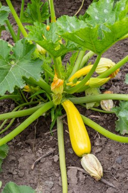 Kabak bol bol çiçek açar ve sürekli yaz sebzeleri tedarik eder. Ev bahçesi.