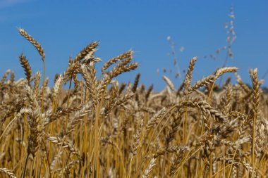 Altın buğday tarlası ve mavi gökyüzü, tarım tarlası.