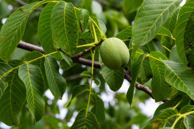 Ağaçta büyüyen yeşil cevizler. Yaklaş..