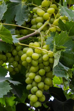 Sulu ve lezzetli fidanlıklarda olgun üzümler var..
