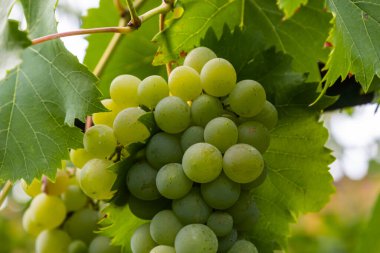 Ripe grapes grow on bushes. Bunch of grapes before harvest.