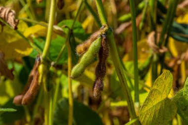 Soya fasulyesi tarlasında kabuk. Sarı ve kahverengi kapsüller. Verimlilik geliştirme teknolojisi.