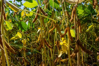 Brezilya 'nın Rio Grande do Sul kentindeki bir çiftlikte hasat edilmeye hazır bir soya tarlası. Yeşil yapraklar, gri ve mavi gökyüzü, yağmur bulutları, sarı ve kahverengi kapsüller. Teknoloji verimliliği körüklüyor.