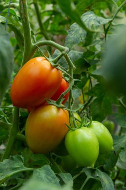 Çalılıklarda bir demet yeşil domates. Domatesler bahçede olgunlaşır. Yeşil domatesli Bush. Çalılıkta bir sürü domates var..