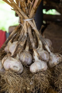 Hasat et. Köydeki bir ahırda bir avuç sarımsak kurutuluyor..
