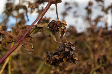 Parlak güneşli bir günde orman plantasyonunun kenarında temizlenmemiş karabuğday tarlalarıyla sonbahar renkli manzaralar..