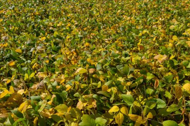 Soya fasulyesi tarlasında kabuk. Sarı ve kahverengi kapsüller. Verimlilik geliştirme teknolojisi.