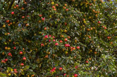 apple tree fruit on a tree against the sky.