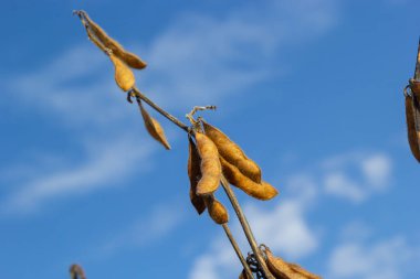 Soya fasulyesi makrosu. Soya fasulyesi hasadı, tarım baklagilleri. Soya fasulyesi tarlası - kuru soya kabuğu.