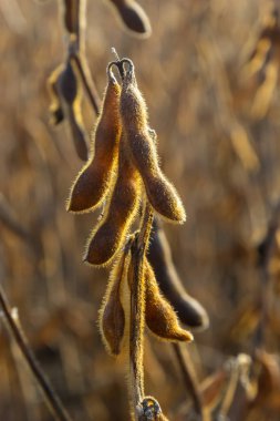 Soya fasulyesi makrosu. Soya fasulyesi hasadı, tarım baklagilleri. Soya fasulyesi tarlası - kuru soya kabuğu.