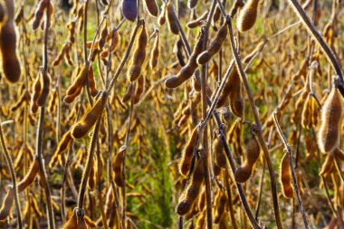 Soya fasulyesi makrosu. Soya fasulyesi hasadı, tarım baklagilleri. Soya fasulyesi tarlası - kuru soya kabuğu.